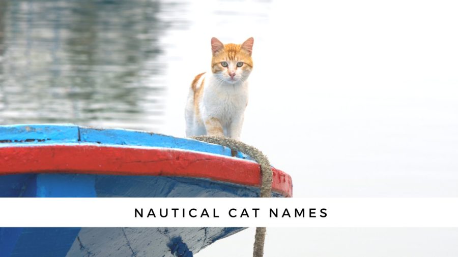 Nautical names for your cat or kitten