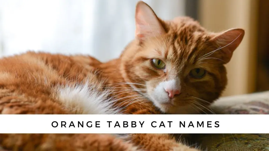 orange tabby cat photo
