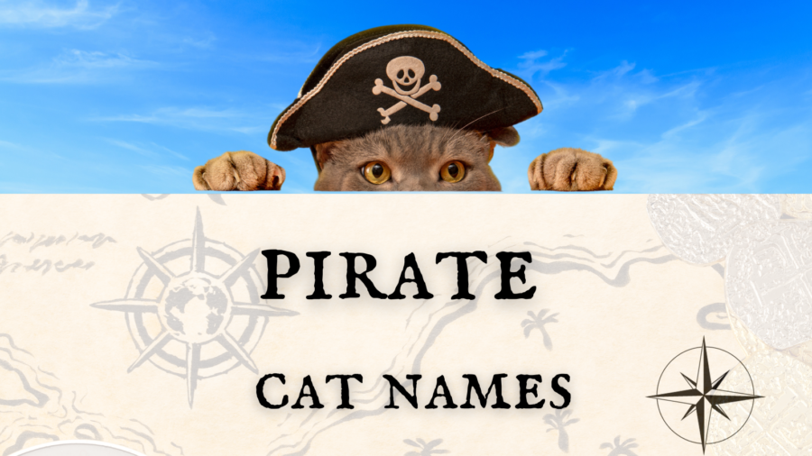 pirate cat looking at pirate map