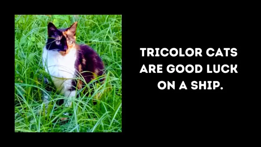 superstitions and sailors; image of a tricolor cat or calico
