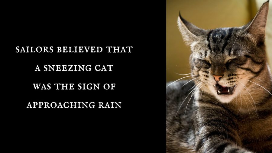 Sailors believed that a sneezing cat was a sign of approaching rain