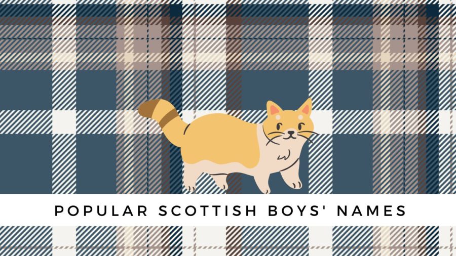 Scottish Cat Names: Male