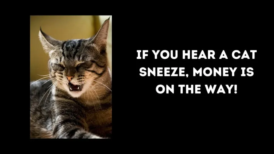sneezing cat superstitions image showing cat sneezing