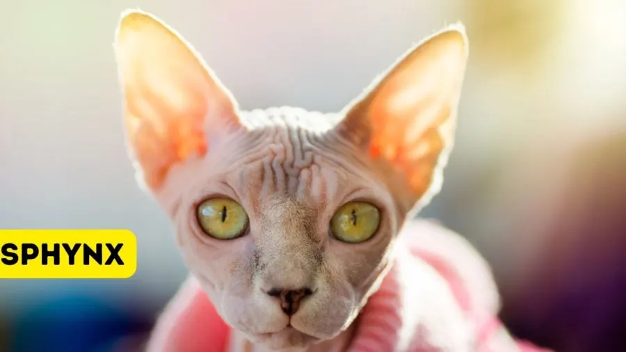 Sphynx, cat breed with big eyes