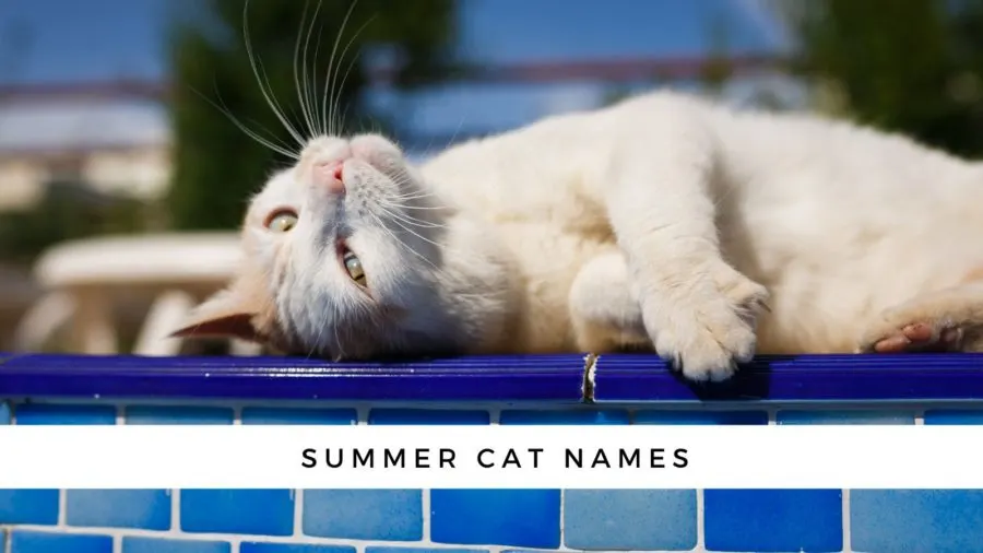 Summer names for your cat or kitten