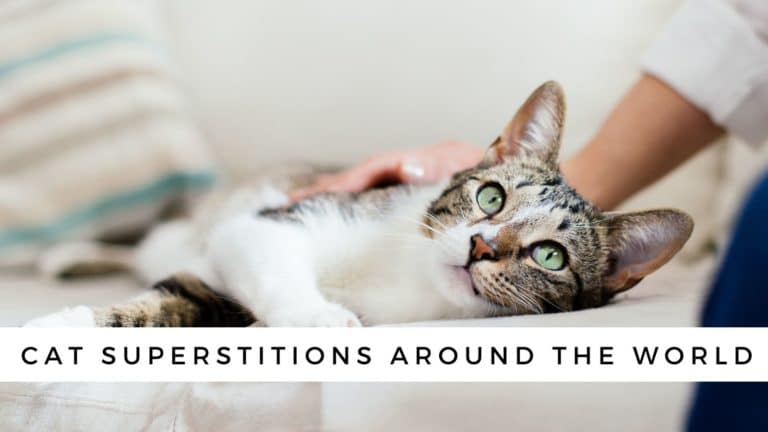 110+ Cat Superstitions Around the World