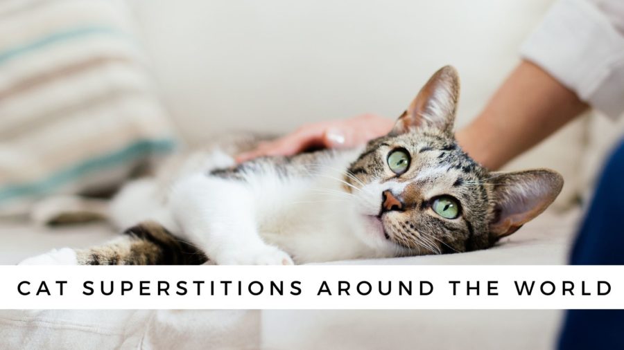 Cat superstitions from around the world -- good luck, bad luck, black cat superstitions