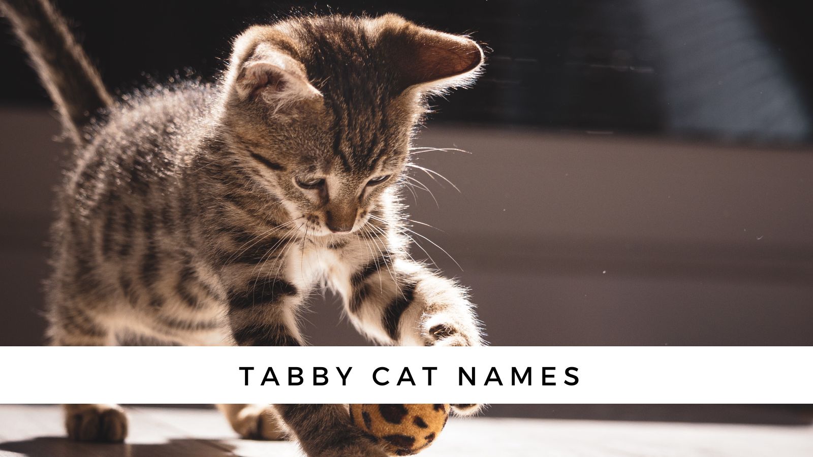 Tabby Cat Names: The Ultimate Guide for Your Striped Cat