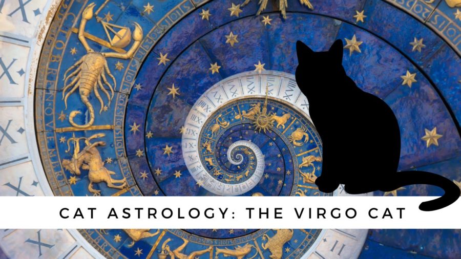 Cat Astrology: The Virgo Cat