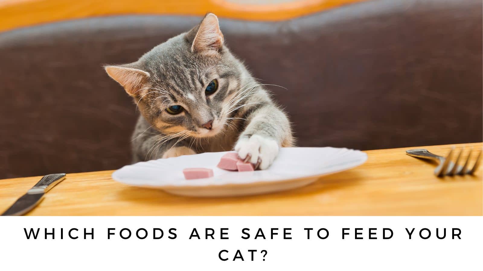 Illustration of Cooking Safety Role In Protecting Indoor Cat Life Expectancy