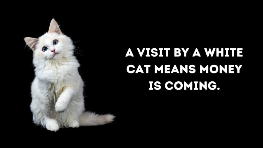 110+ Cat Superstitions Around the World
