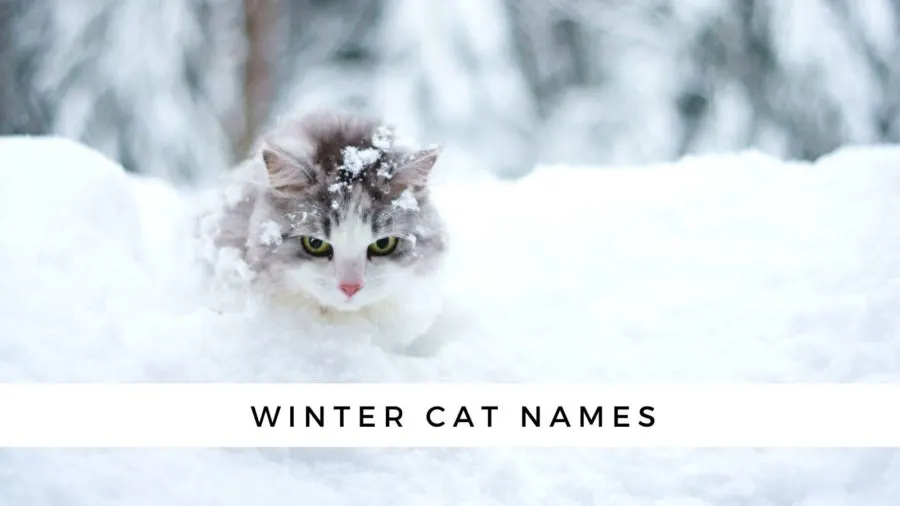 winter cat names