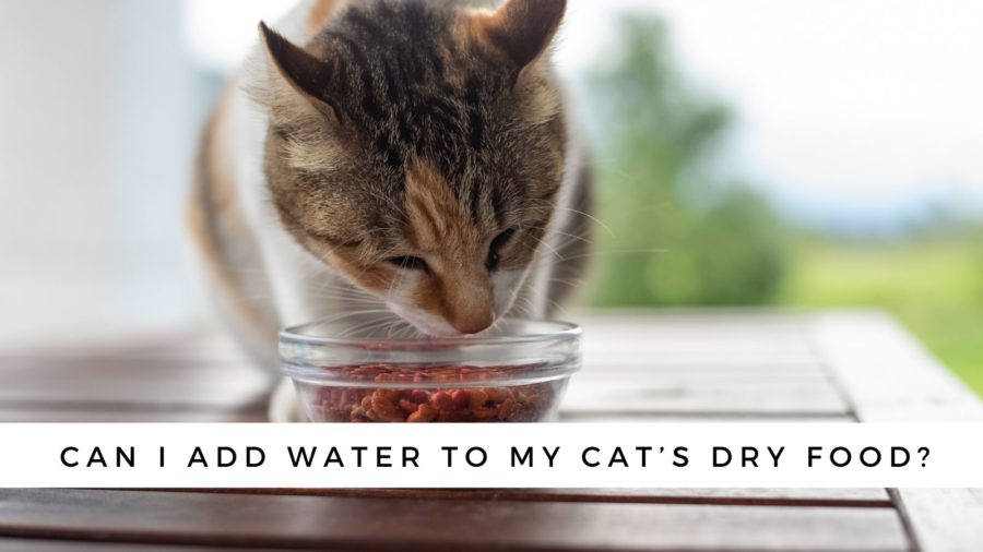 Can I add water to my cat's dry food?