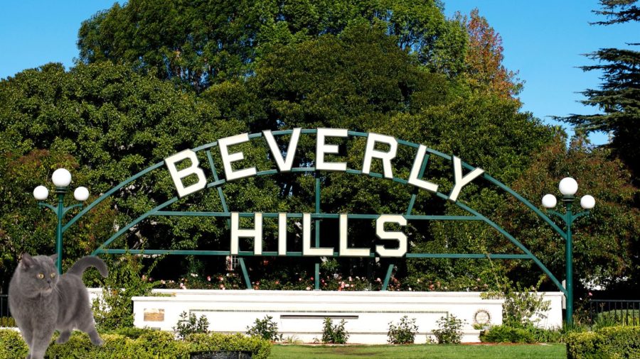 Photo of Beverly Hills sign with gray cat in corner