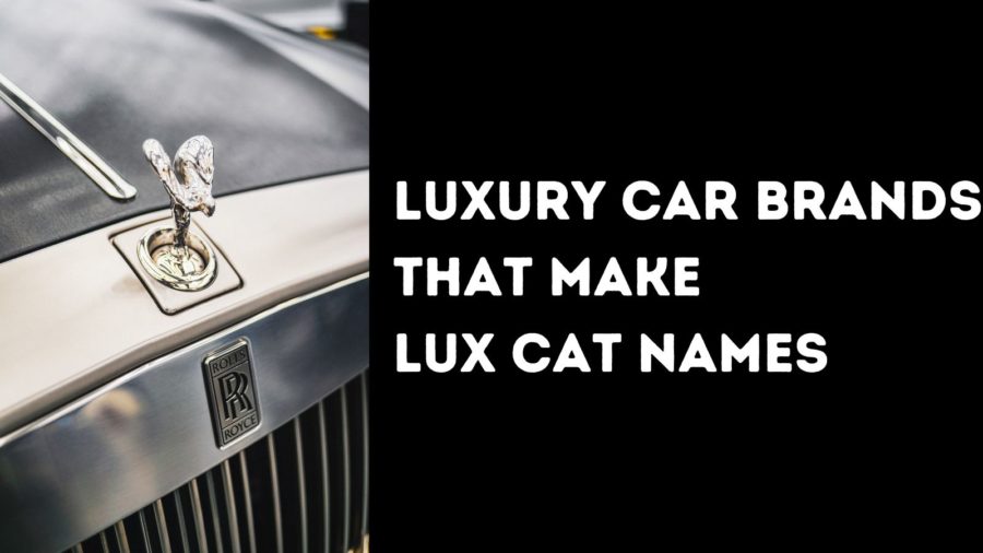 Luxury Car Brands that Make Luxe Cat Names