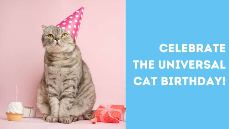 CATober 9th® – Celebrate Cat Birthdays!