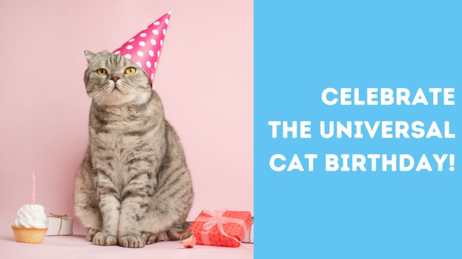 Celebrate the universal cat birthday: CATober 9th®!