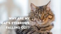 Cat Eyebrows: Are there really eyebrows on cats?