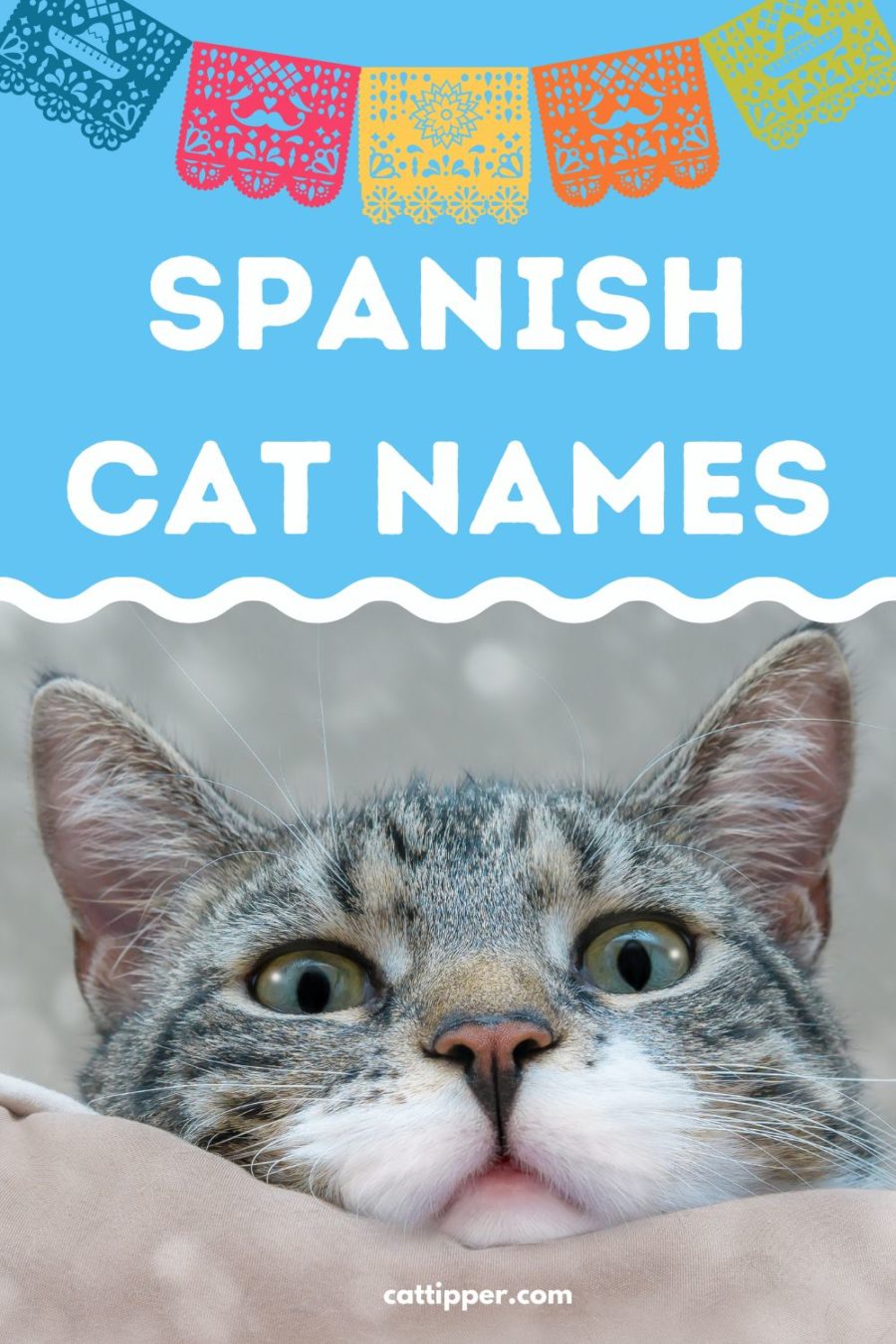 Spanish Cat Names: Purr-fecto names for your new cat or kitten