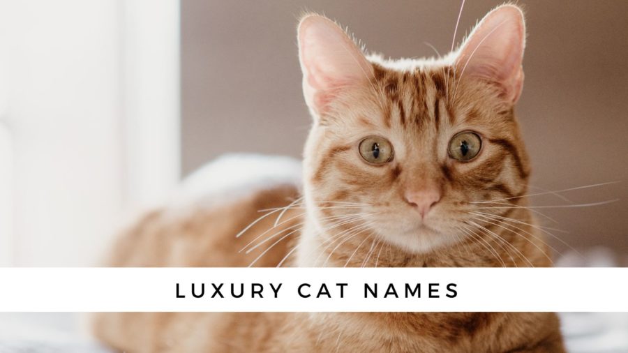 Photo of orange cat looking at camera with Luxury Cat Names banner across bottom of photo