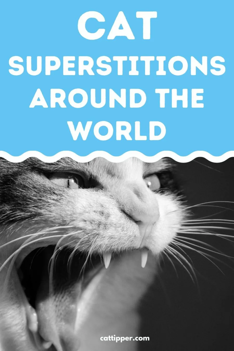 Cat Superstitions Around the World with photo of hissing cat