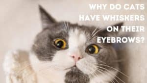 Cat Eyebrows: Are there really eyebrows on cats?