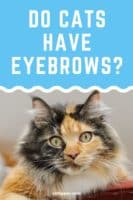 Cat Eyebrows: Are there really eyebrows on cats?