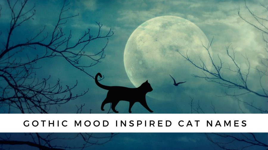 Cat Names Inspired by Atmospheric Gothic Words