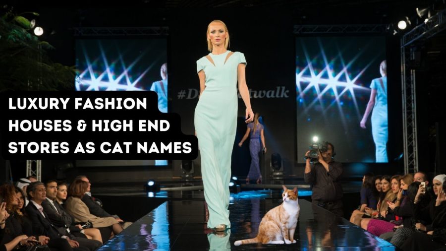 Luxury Fashion Houses & High End Stores--photo of model and cat on catwalk