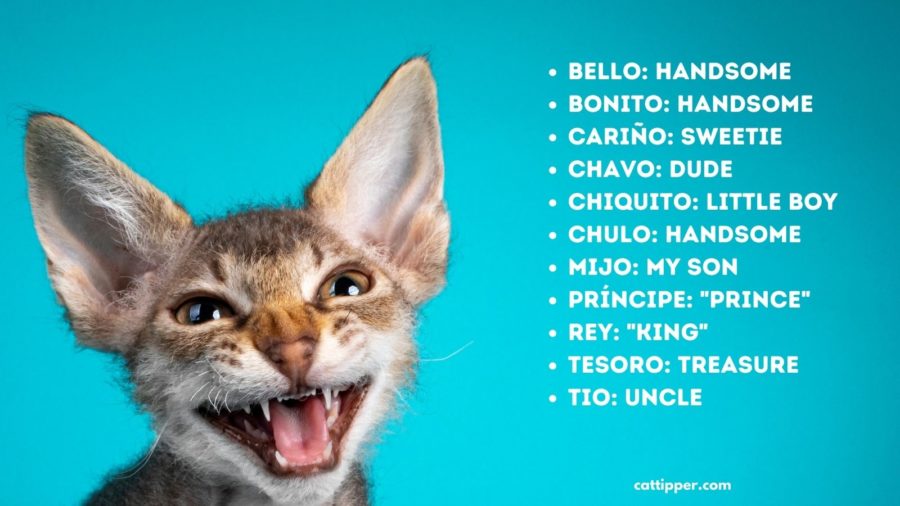 Male Cat Names from Spanish Terms of Endearment