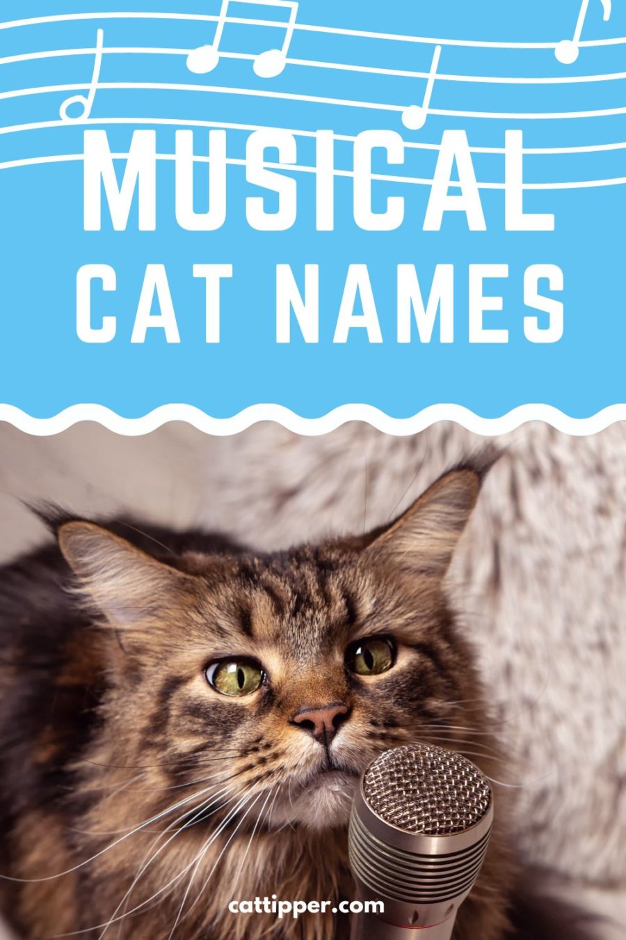 450+ Music Cat Names (from Rap to Rock, Country to Pop)
