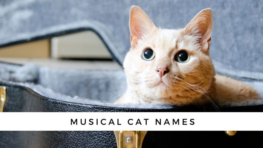 Music Cat Names {from Country to Rock to Rap}