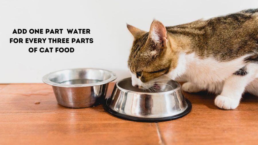 Should You Add Water to Dry Cat Food? 2