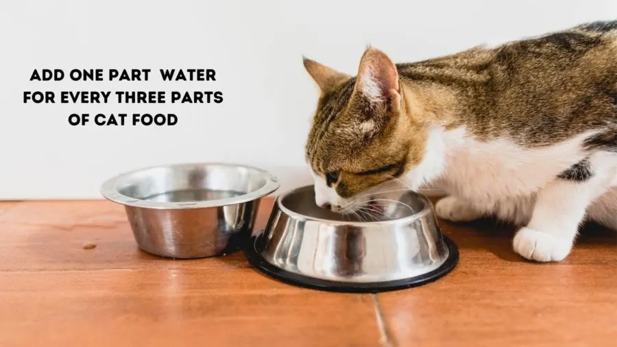 Pros and Cons of Putting Water in Kibble - Should You Rehydrate?