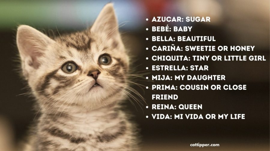 Female Cat Names from Spanish Terms of Endearment