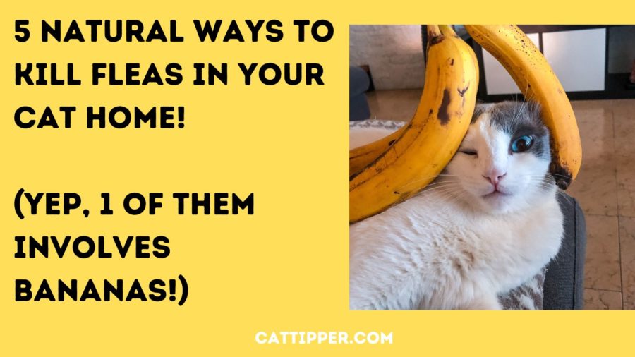 Natural ways to kill fleas in your cat home