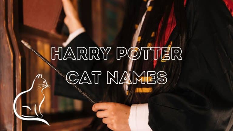 120+ Harry Potter Cat Names {and Meanings!}