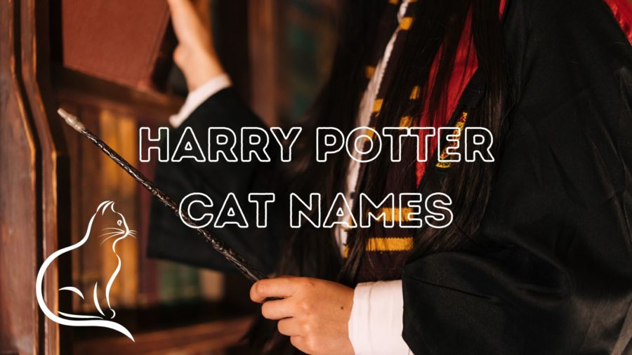 120+ Harry Potter Cat Names