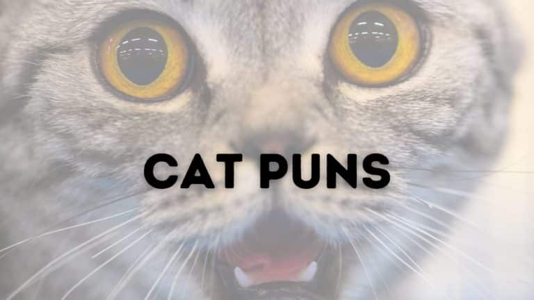 Cat Puns & Purr-fect Instagram Captions to Make You LOL