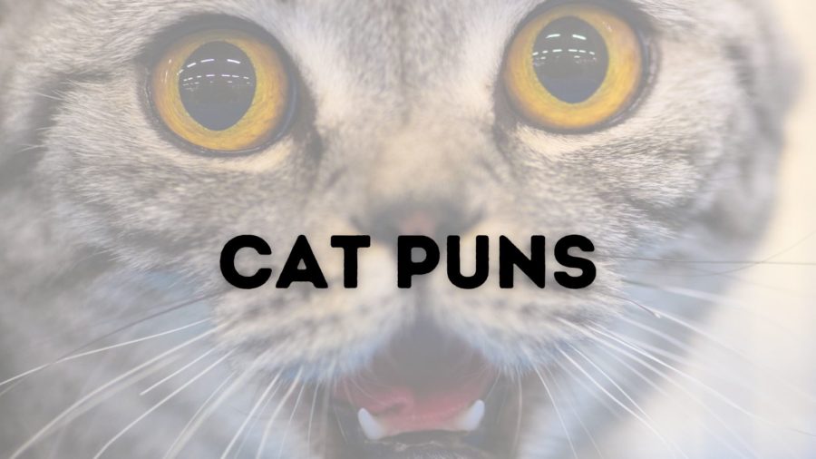 Cat Puns