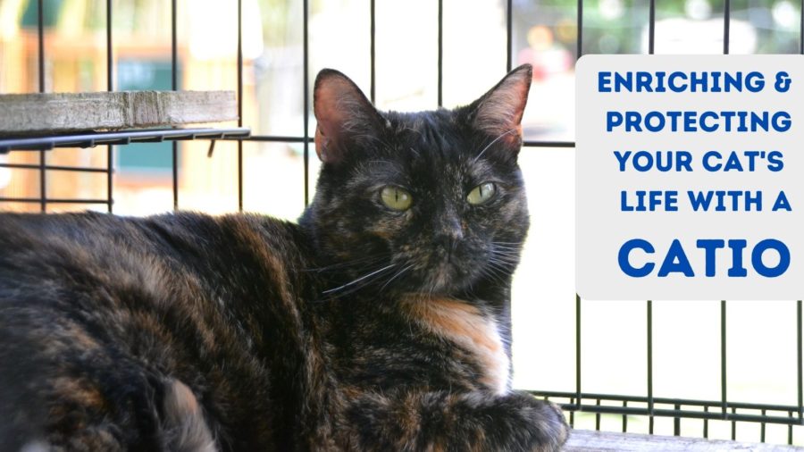 Types of Catios: 4 Ways to Enrich and Protect Your Cat's Life