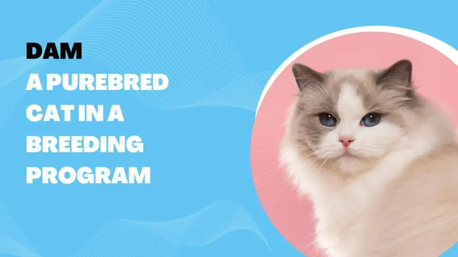 Dam: A purebred cat in a breeding program