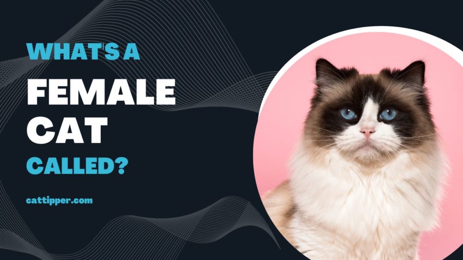 What's a female cat called?
