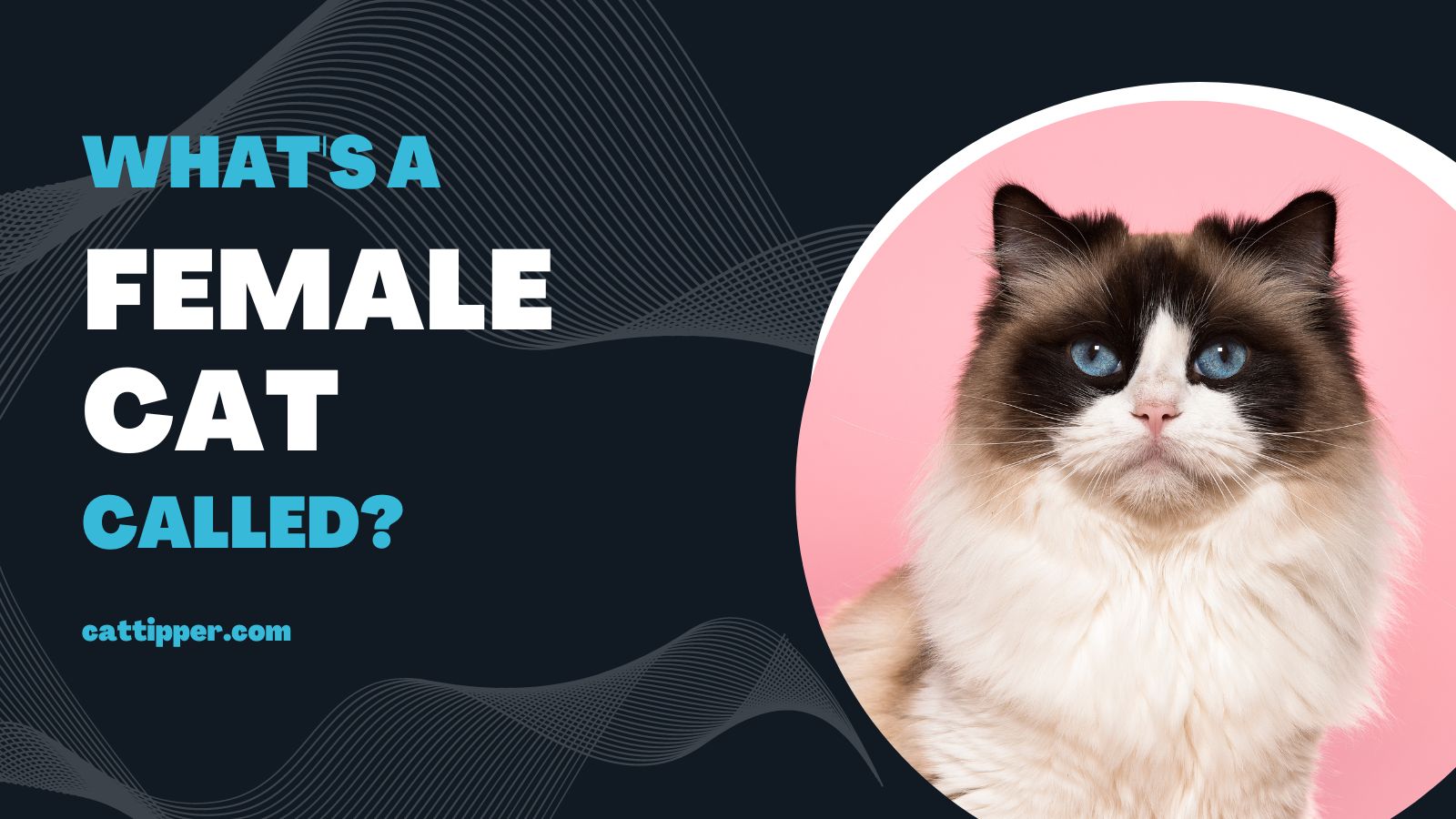 What is a female cat called?