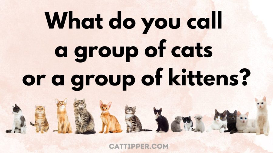 What is the name for a group of cats? A look at the different collective nouns for each