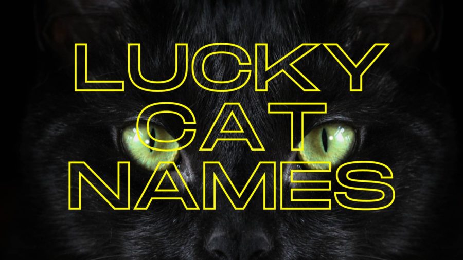 Lucky Cat Names
