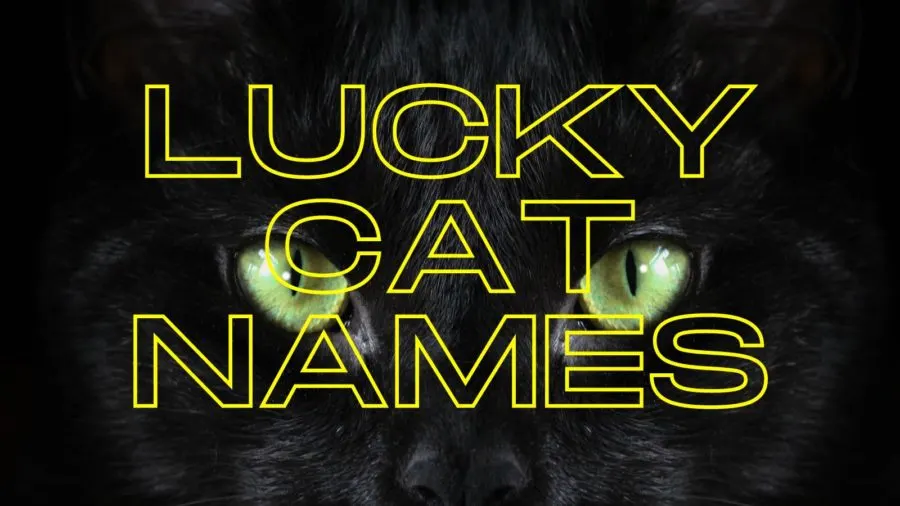 Lucky Cat Names