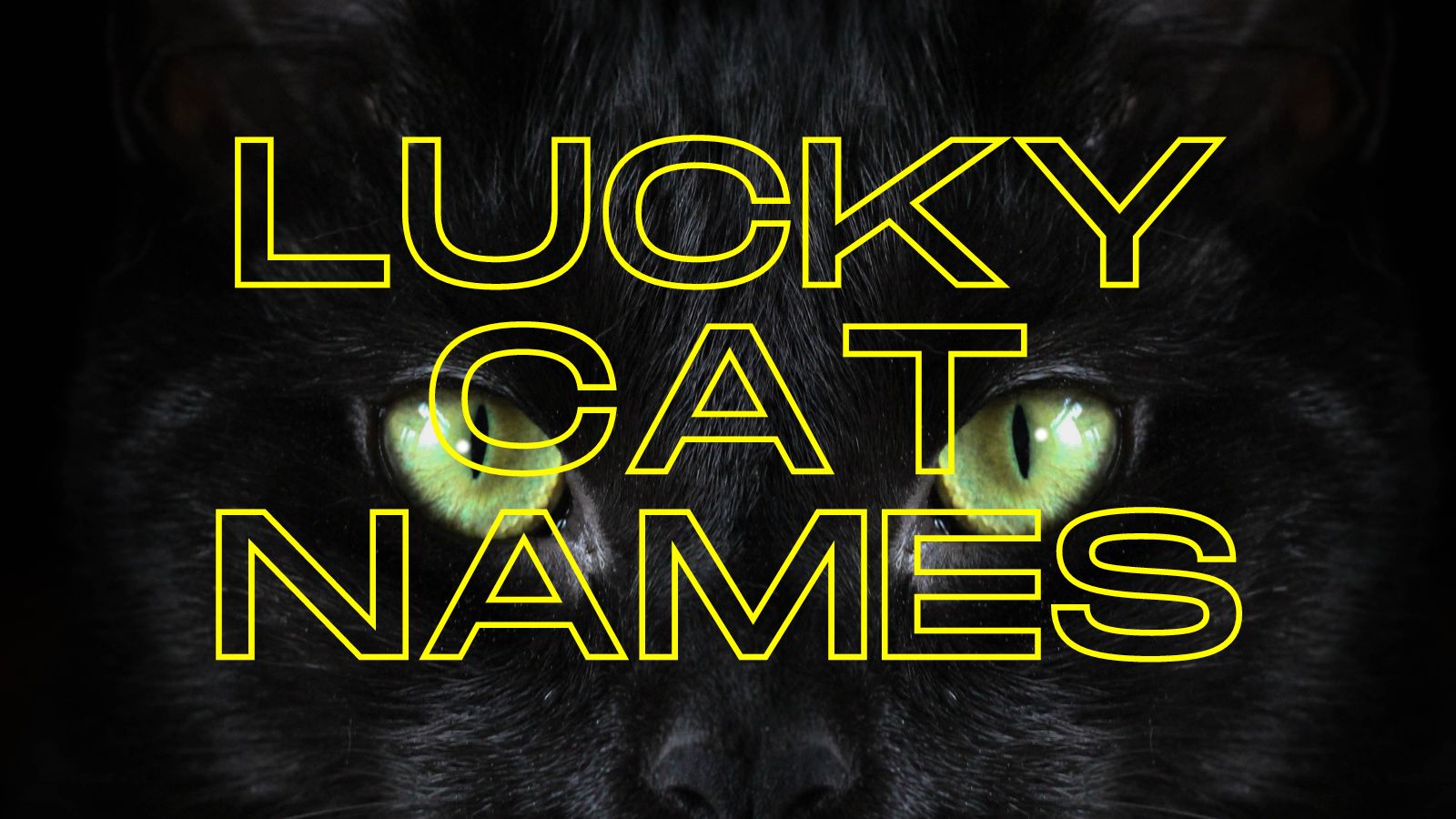 Japanese lucky cat name discount