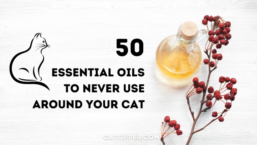 50 Essential Oils to Avoid for Cats!