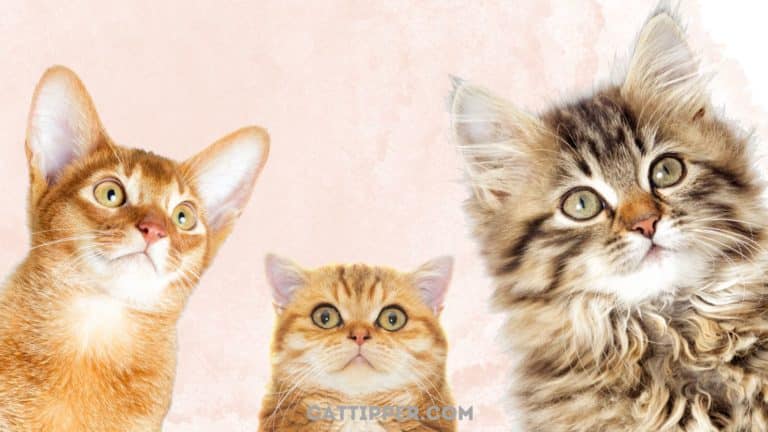 What Do You Call a Group of Cats?